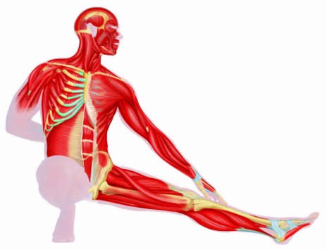 muscles clipart anatomical