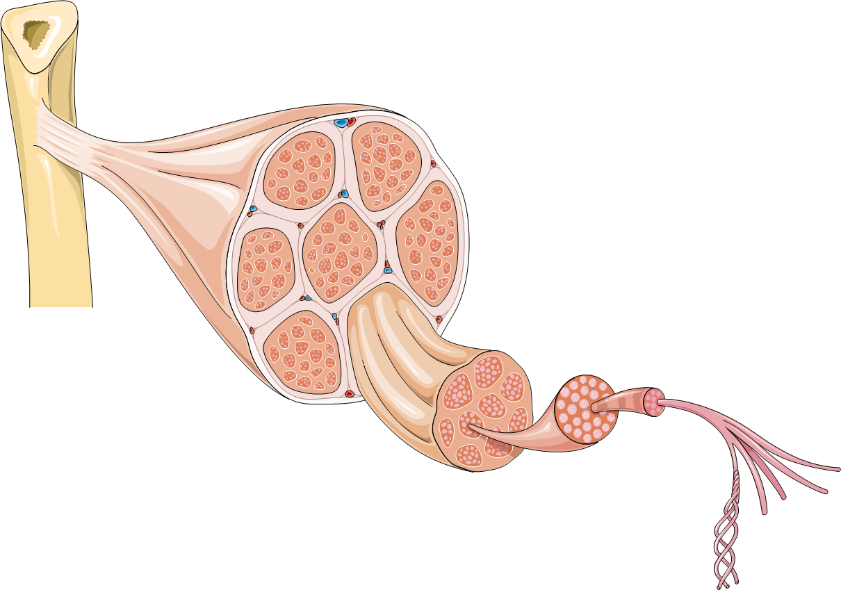 muscle clipart muscle cell