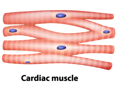 muscle clipart muscle cell