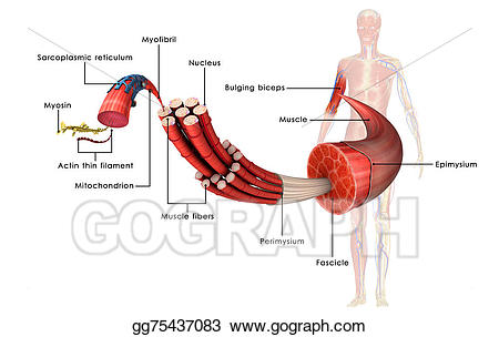 muscle clipart muscle contraction