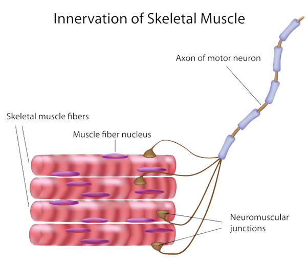 muscles clipart muscle contraction