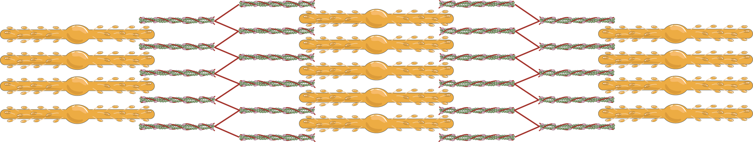 muscle clipart muscle contraction