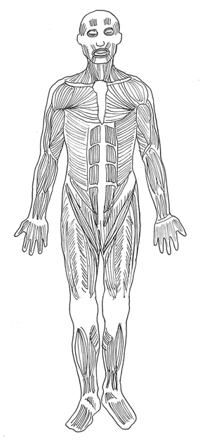 muscle clipart muscle diagram