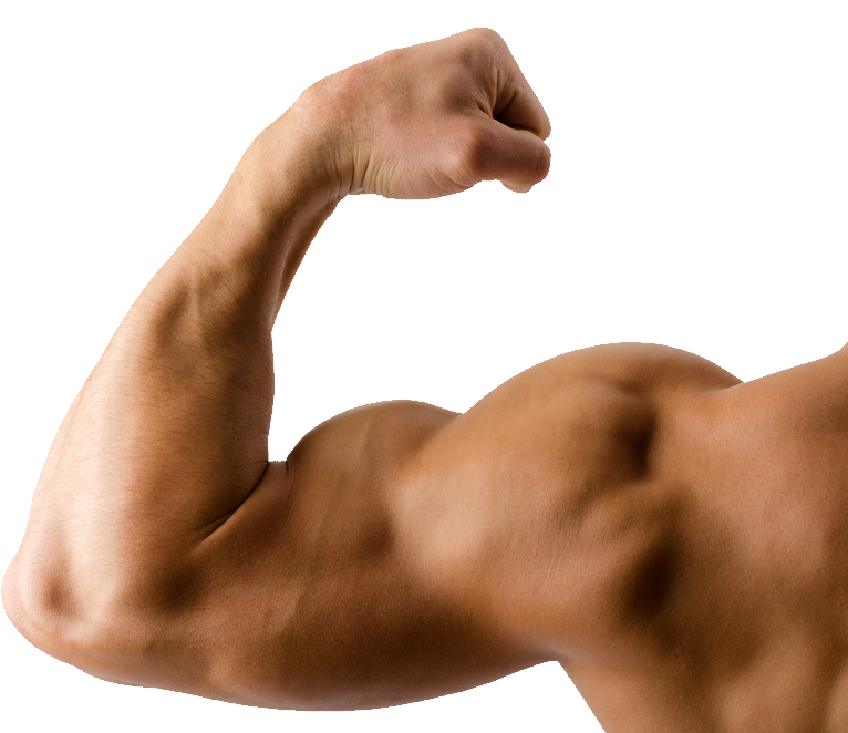 Muscles clipart muscle arm. Hand png 