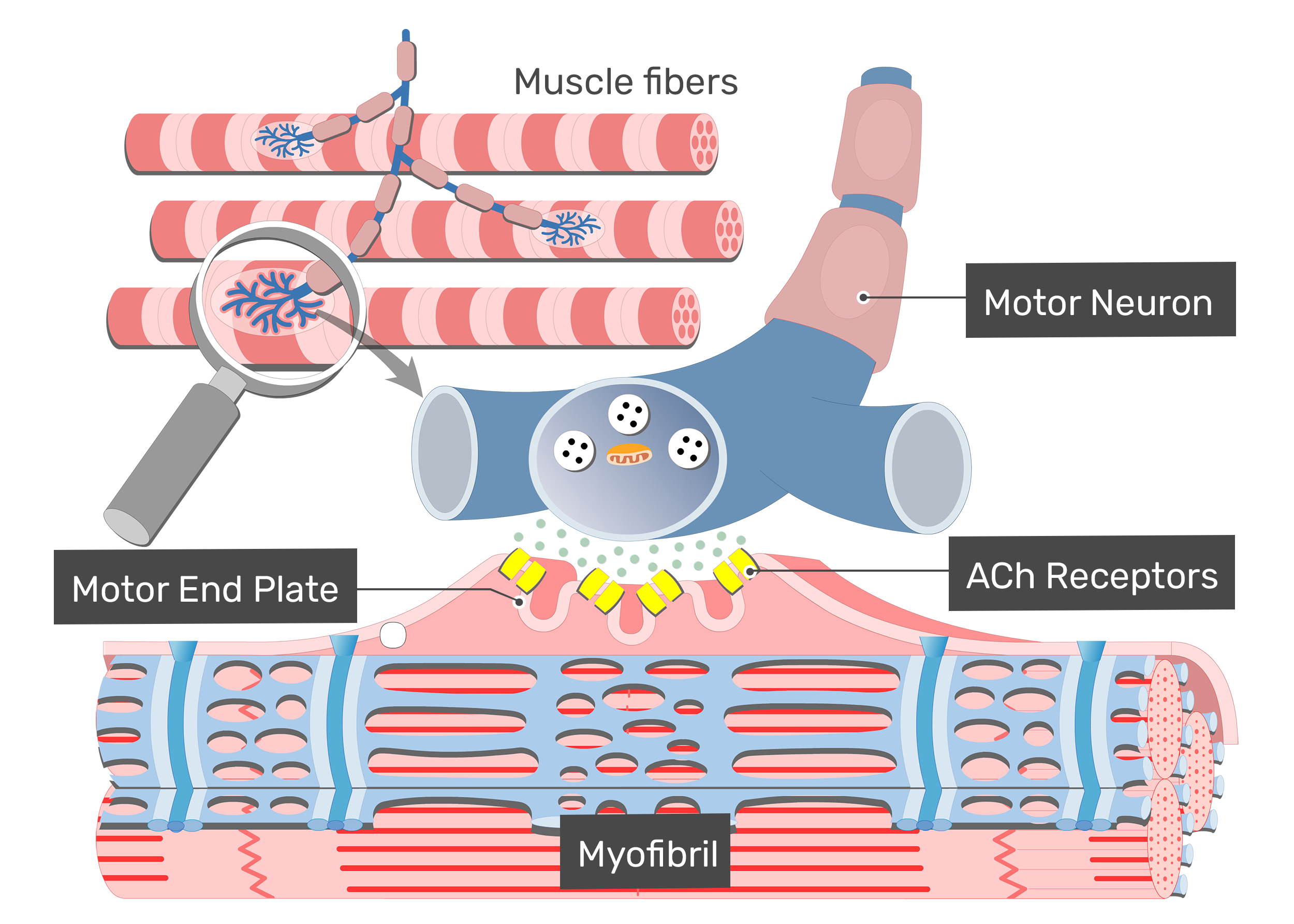 muscle clipart muscle movement