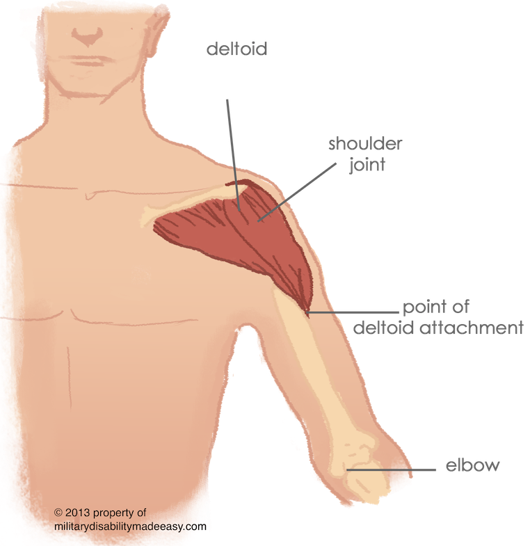 muscle clipart muscle movement