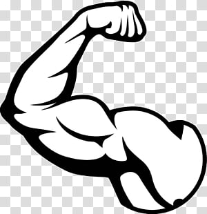 Transparent background png cliparts. Muscles clipart muscle biceps