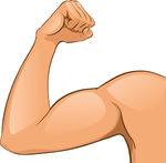 muscles clipart muscle tone