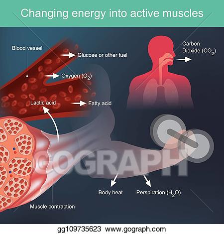 muscle clipart muscular energy