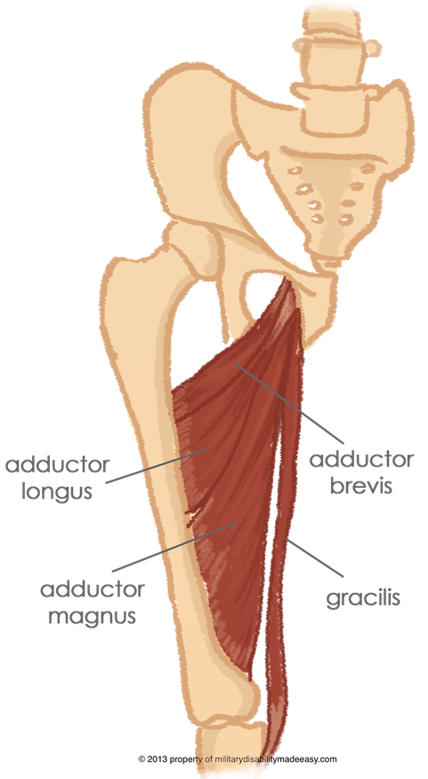 muscle clipart muscular pain