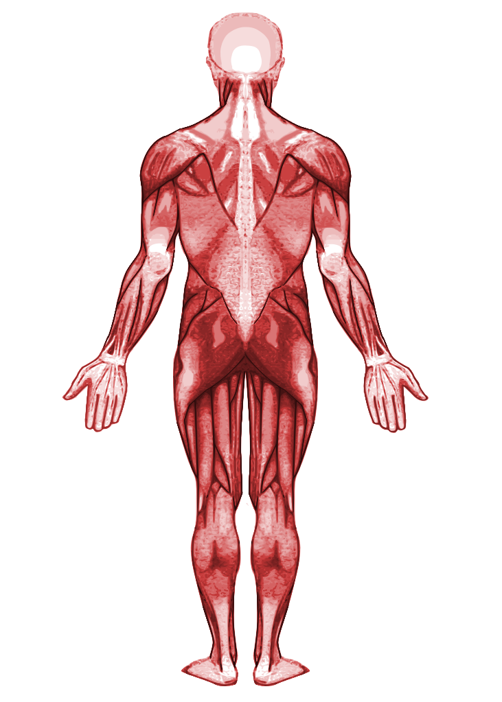 muscle clipart muscular system
