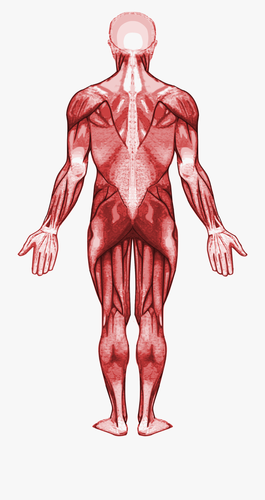 muscle clipart muscular system