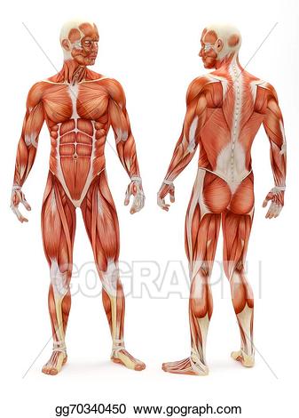 Drawing male . Muscle clipart musculoskeletal system