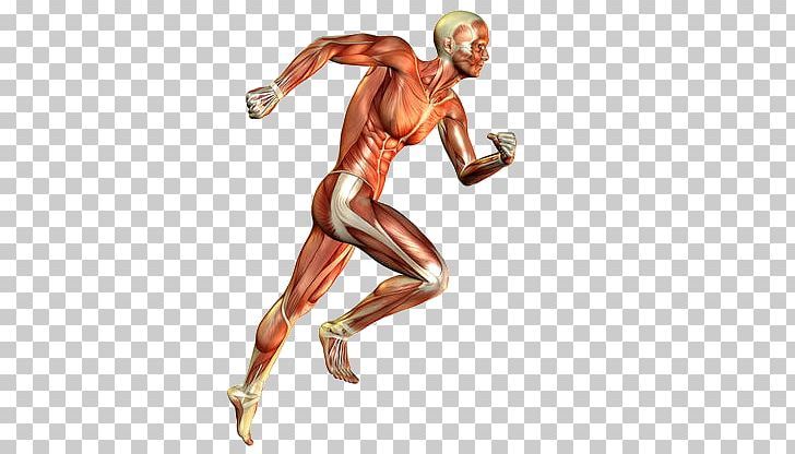 muscle clipart musculoskeletal system