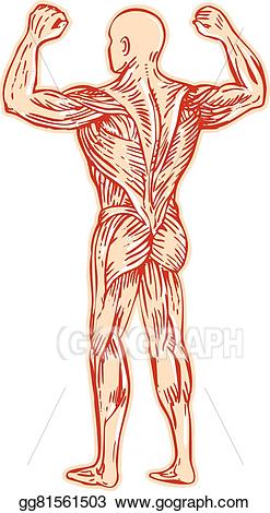 Muscle clipart musculoskeletal system. Vector art human muscular