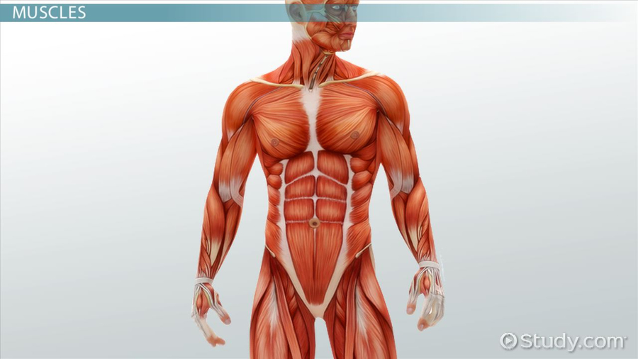 Muscle clipart musculoskeletal system. Download muscular human 
