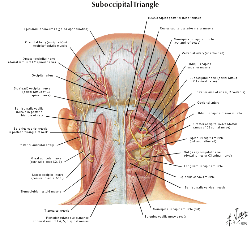 muscles clipart muscle anatomy