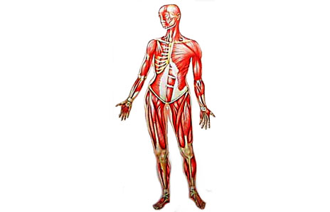 muscle clipart skeletal muscle