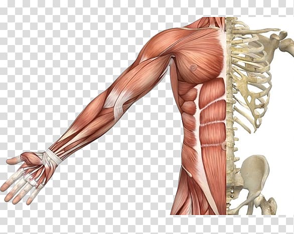muscle clipart skeletal muscle