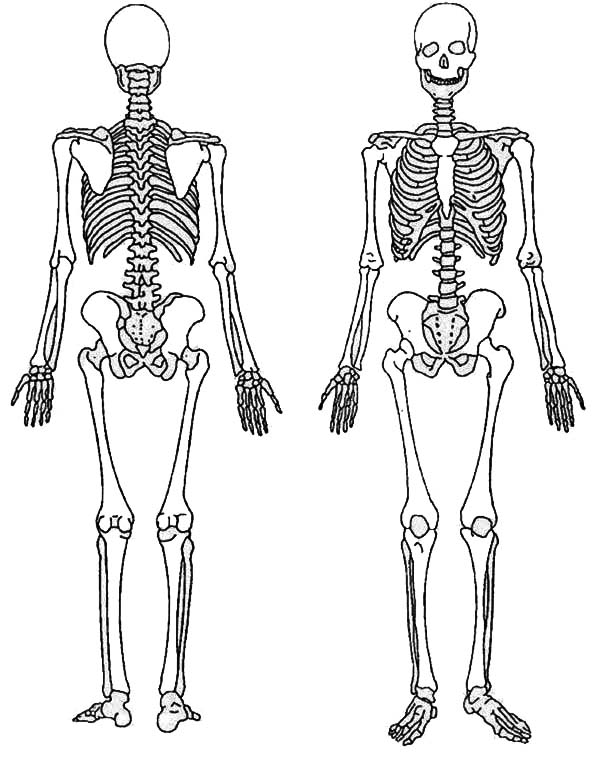 muscle clipart skeleton back