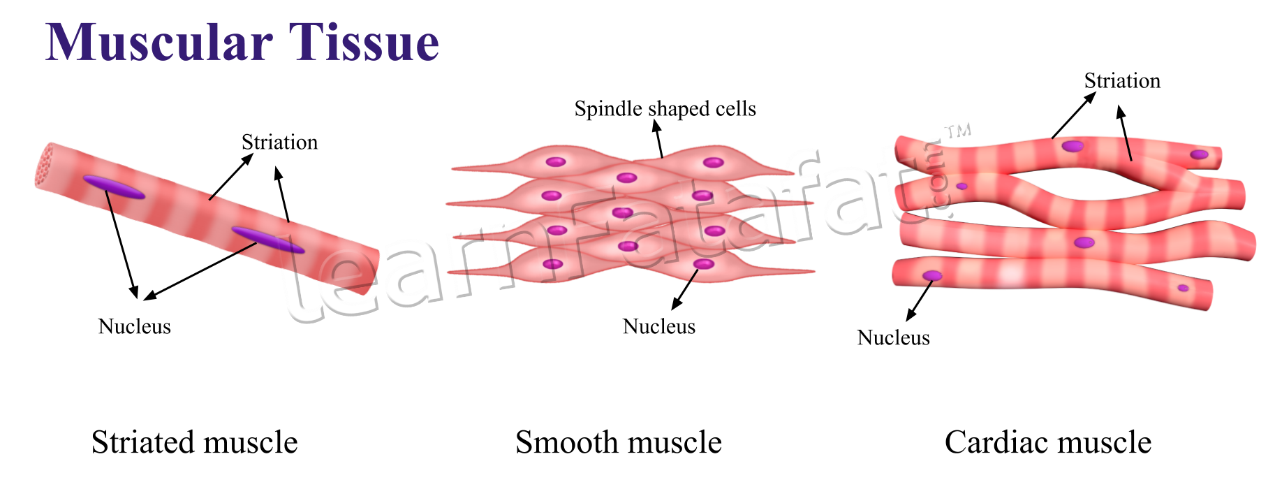muscles clipart smooth muscle