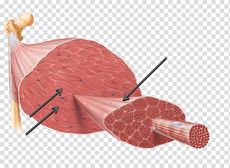 muscles clipart body tissue