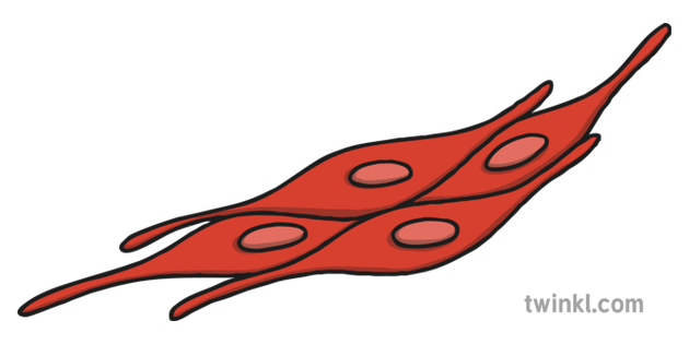 muscle clipart smooth muscle