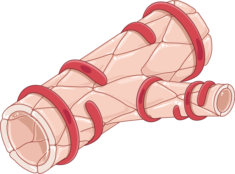 muscle clipart smooth muscle