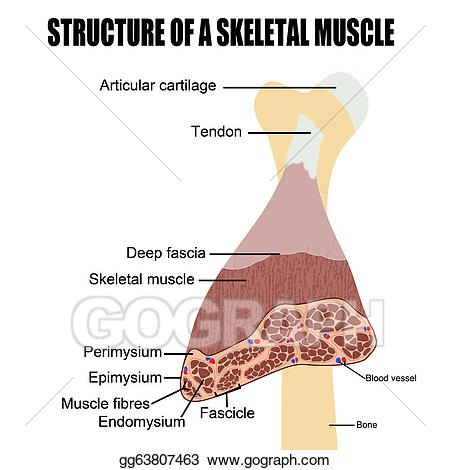 muscle clipart structure
