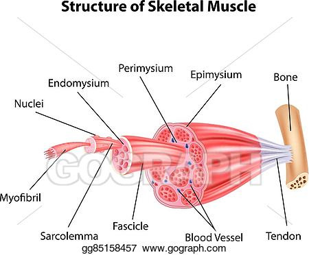 muscles clipart structure