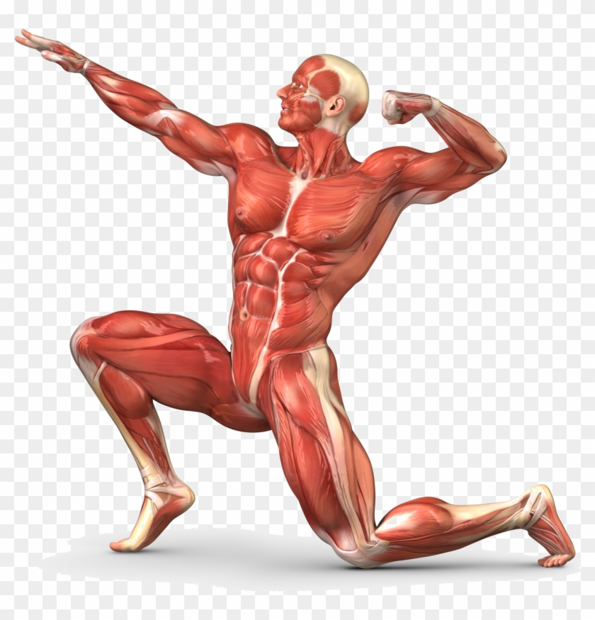 muscles clipart unlabeled