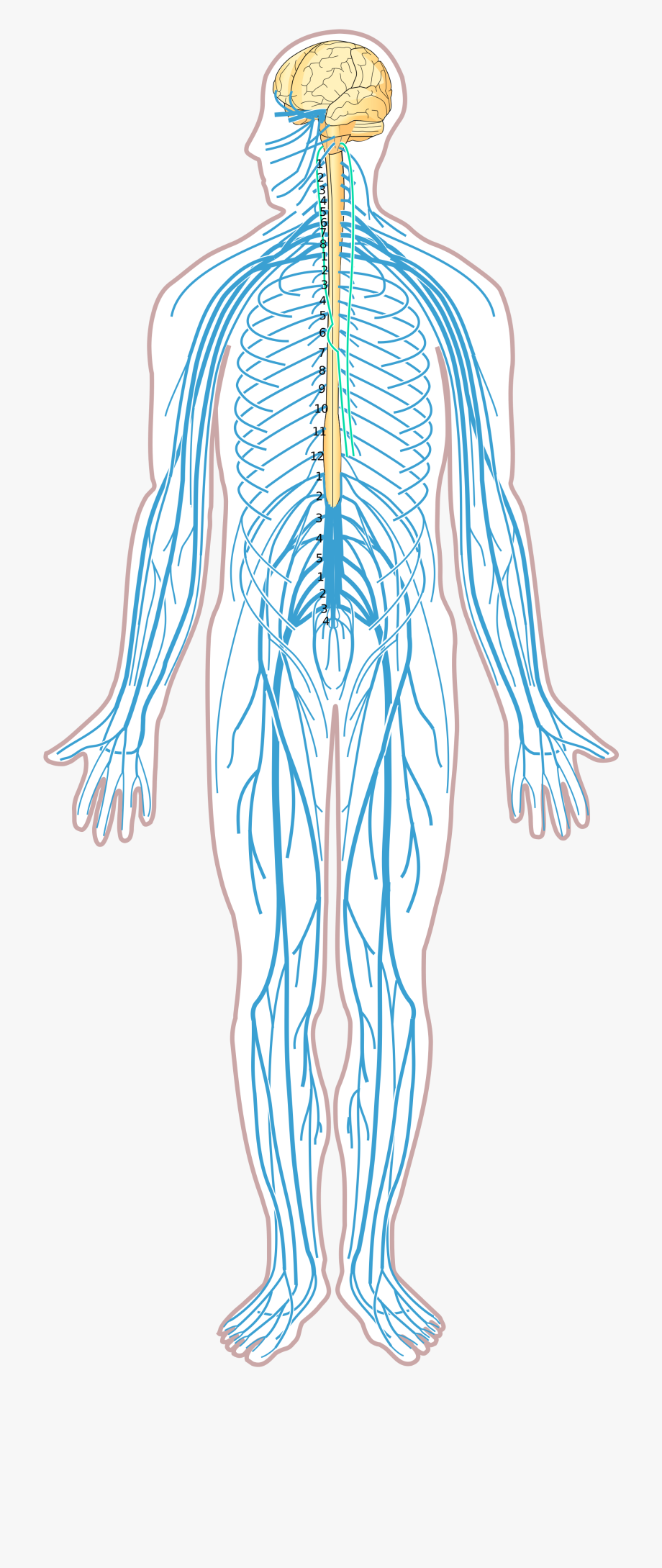 muscle clipart unlabeled