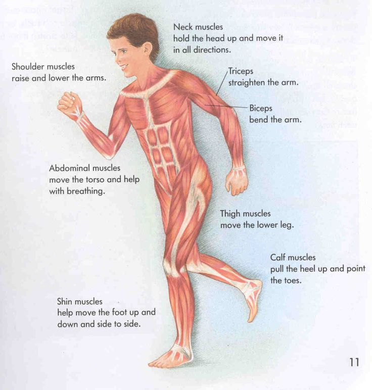 muscles clipart voluntary muscle