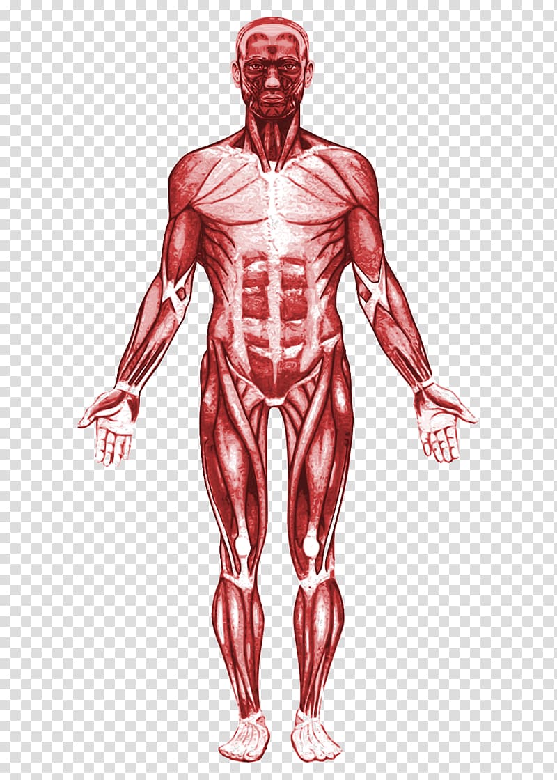 muscles clipart anatomical