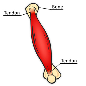 Muscles clipart bone muscle. Physics in biology and