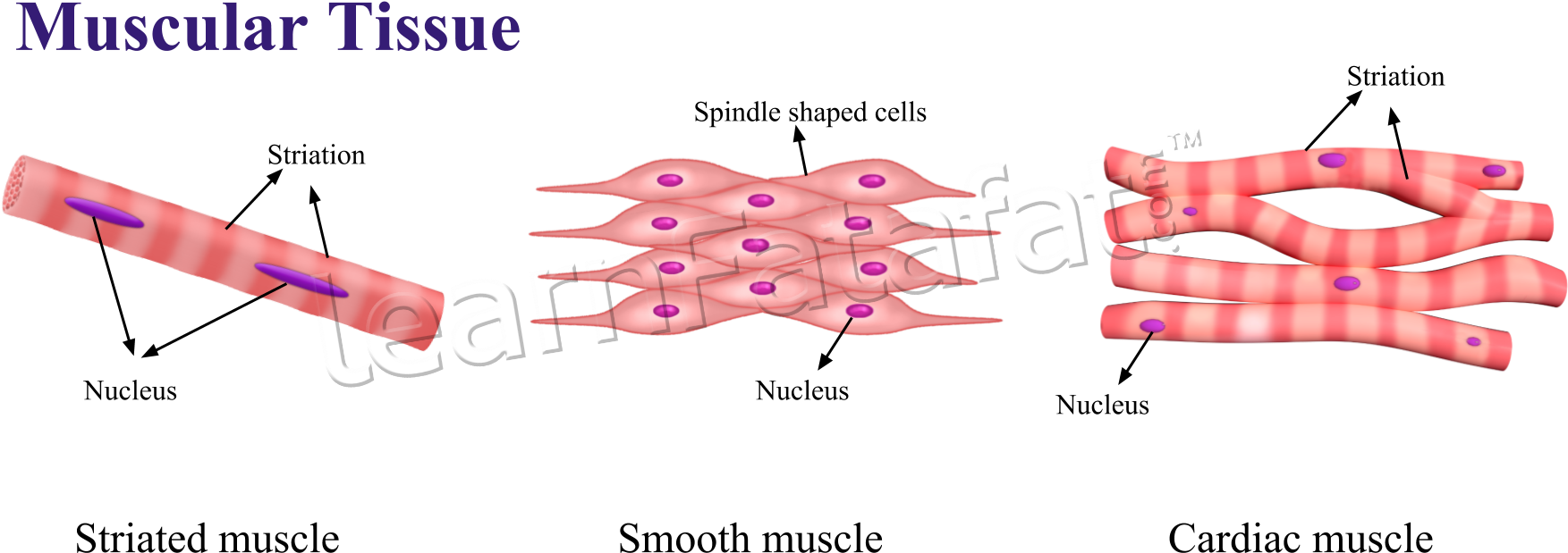 muscles clipart muscle cell