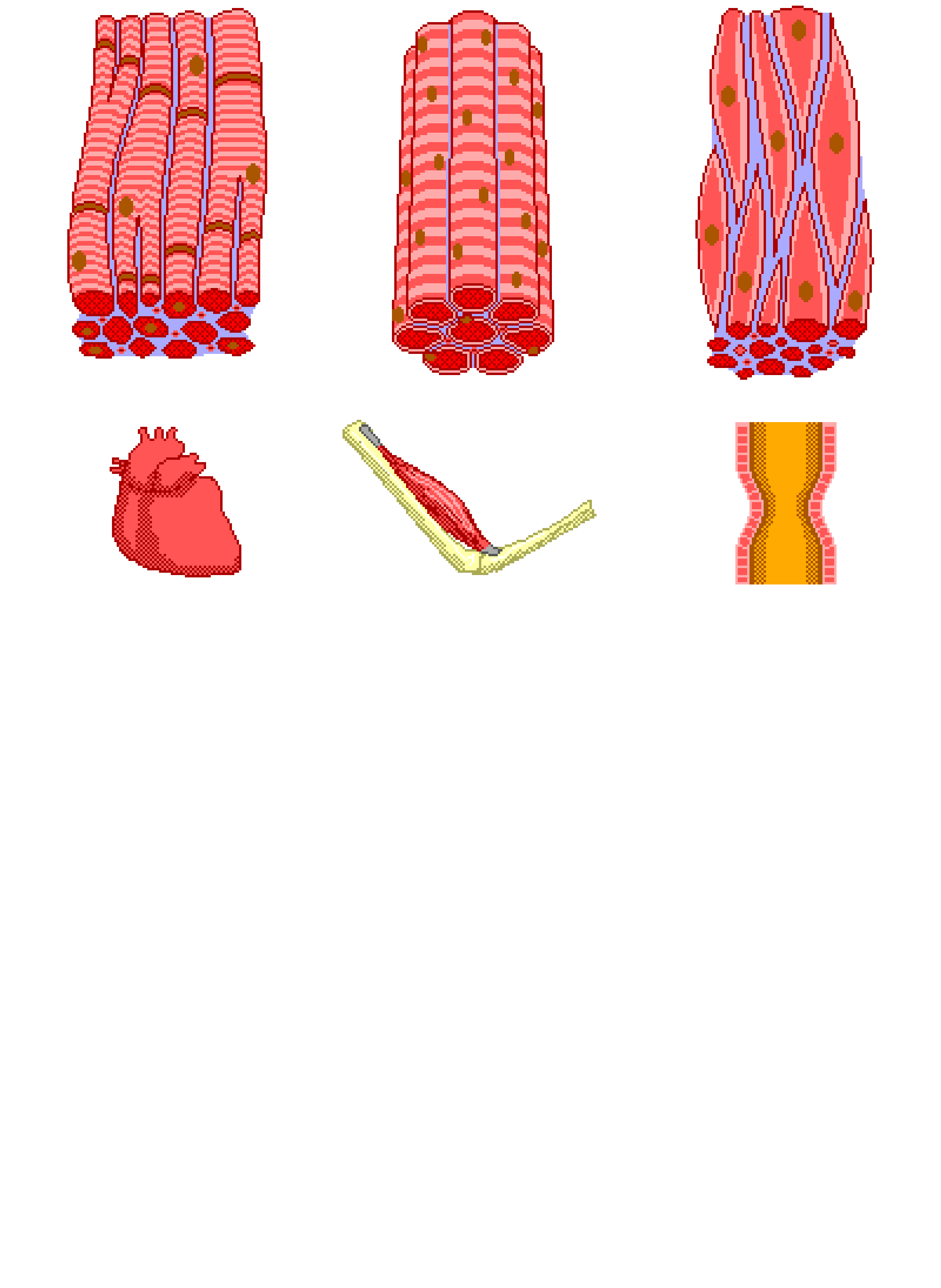 muscles clipart muscle cell