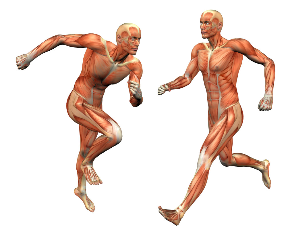 Muscles clipart muscle movement. Free muscular system cliparts