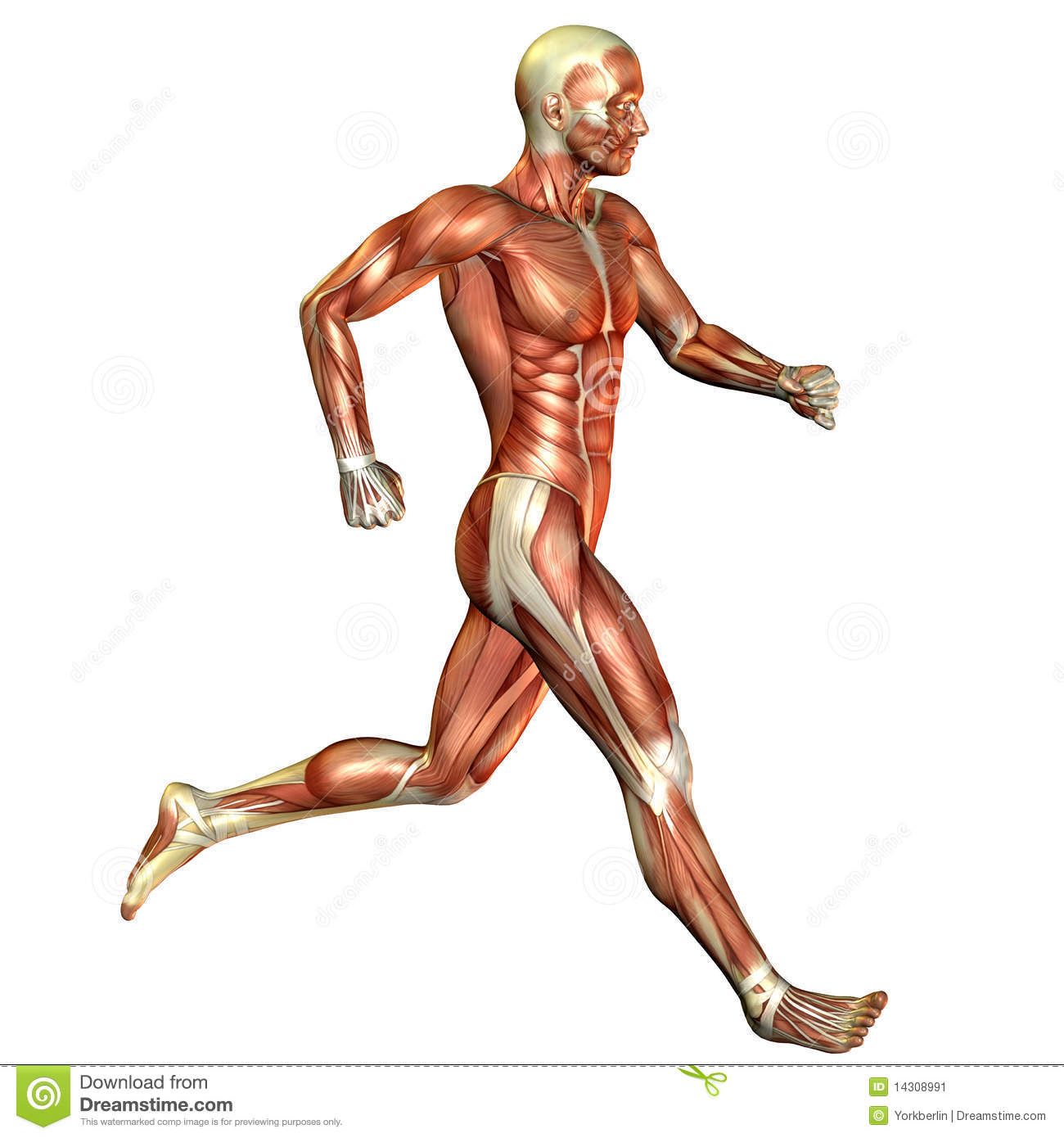 Panda free images . Muscles clipart muscle movement