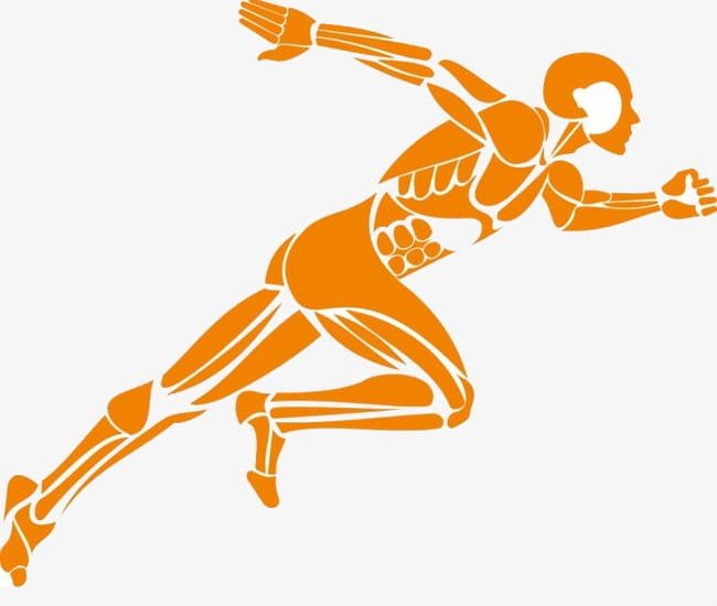 People running png muscular. Muscles clipart muscle movement