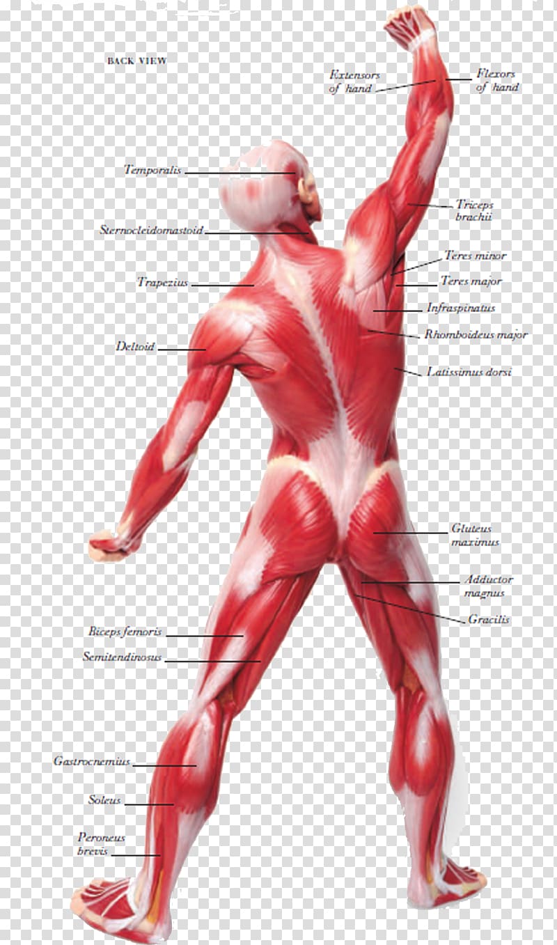 muscles clipart muscular system