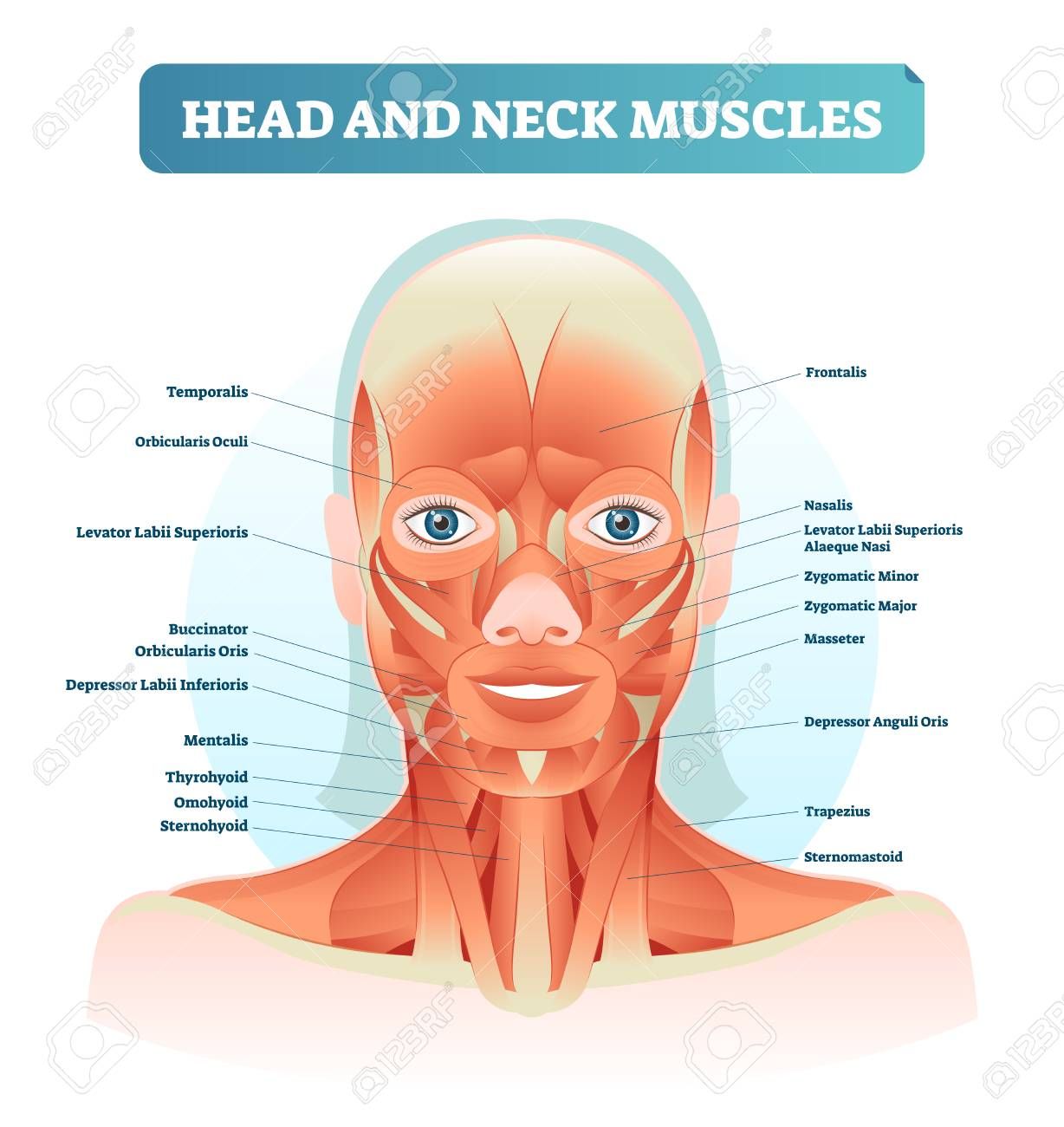 muscles clipart neck