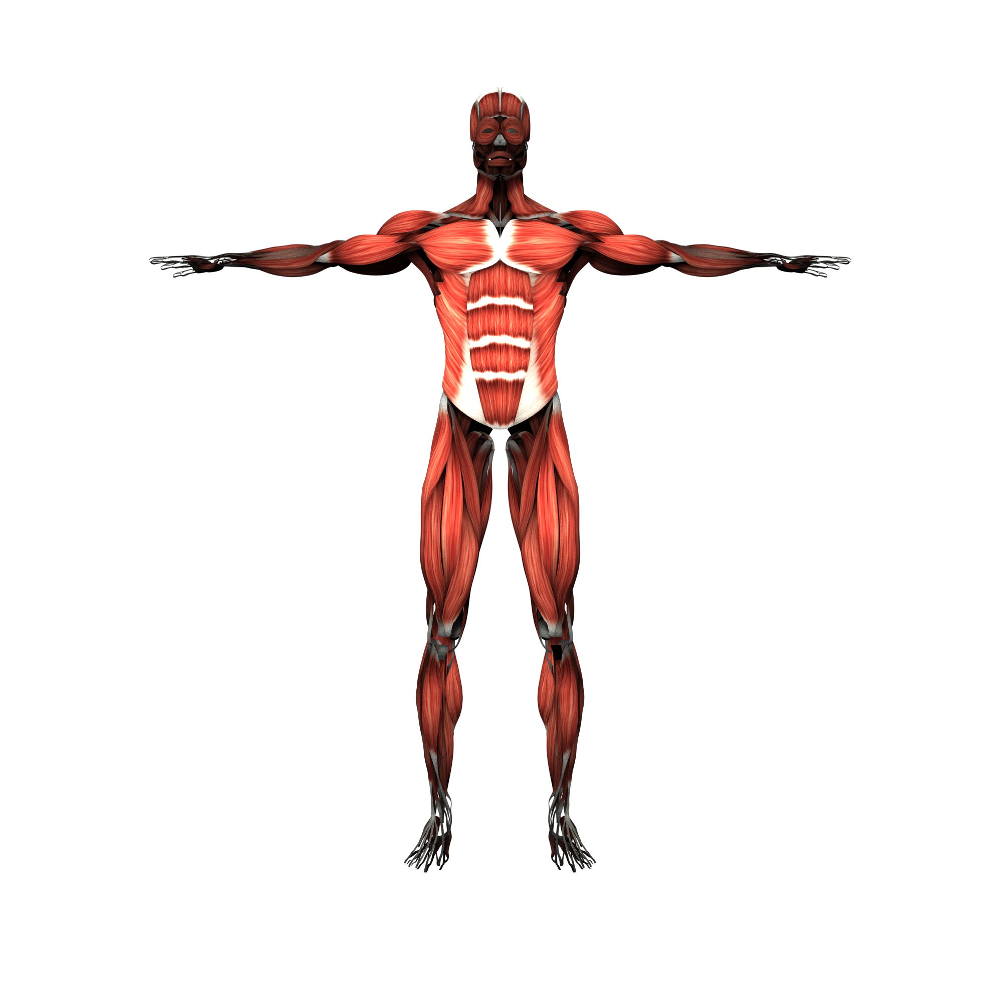 muscles clipart skeletal muscle