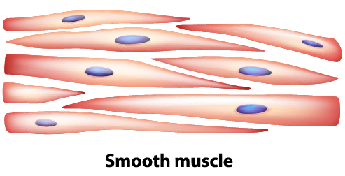 muscles clipart smooth muscle