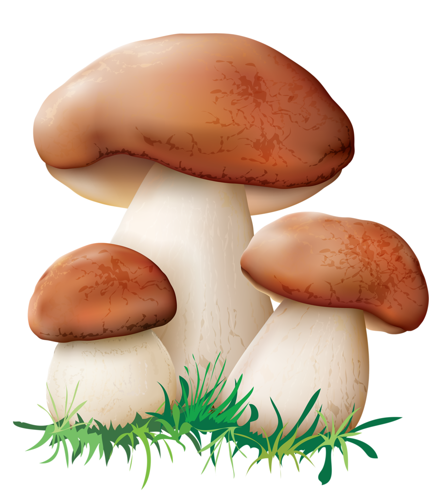  png pinterest mushrooms. Clipart grass mushroom