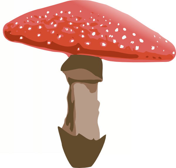 Mushroom agaricus