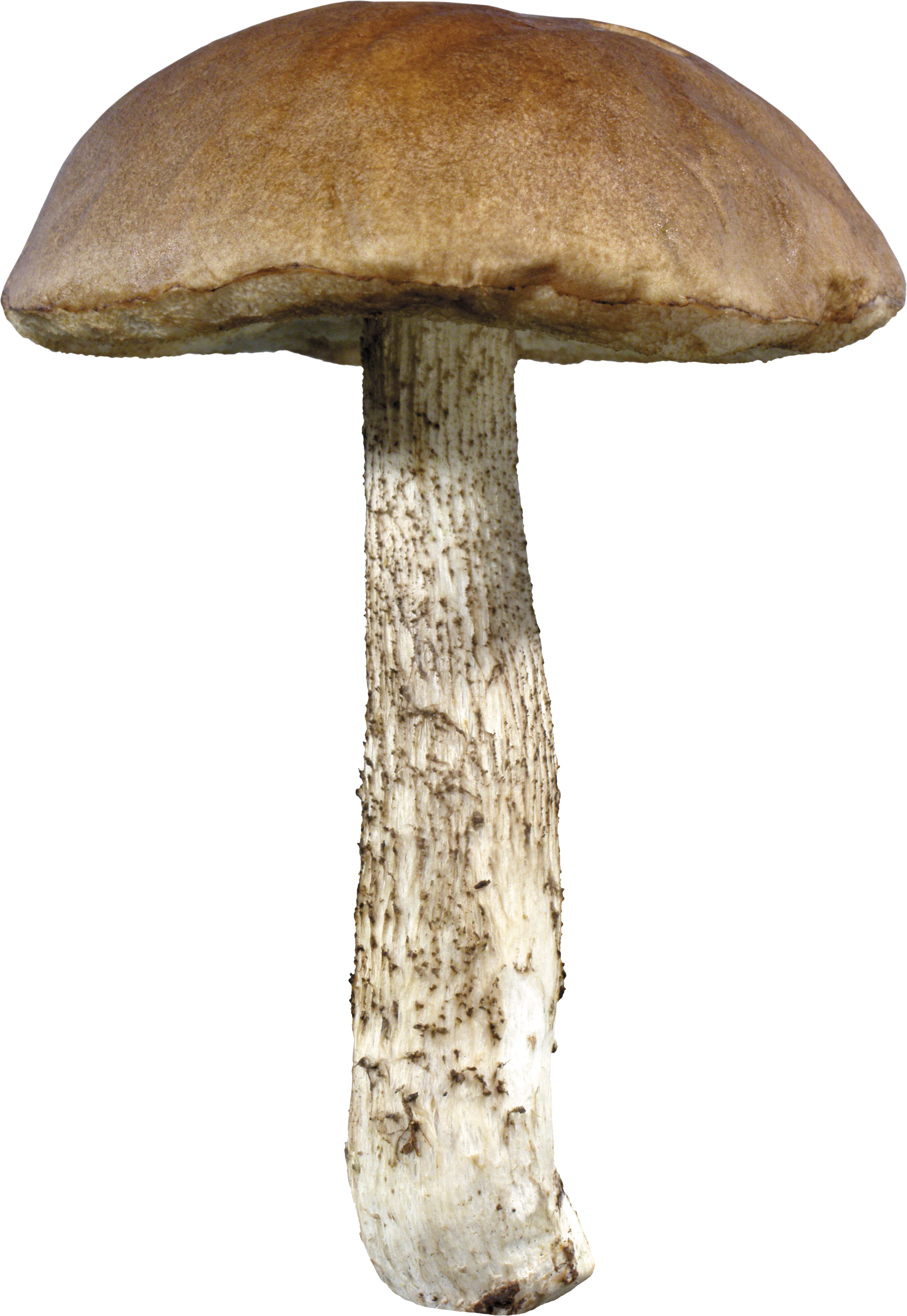 Mushrooms agaricus