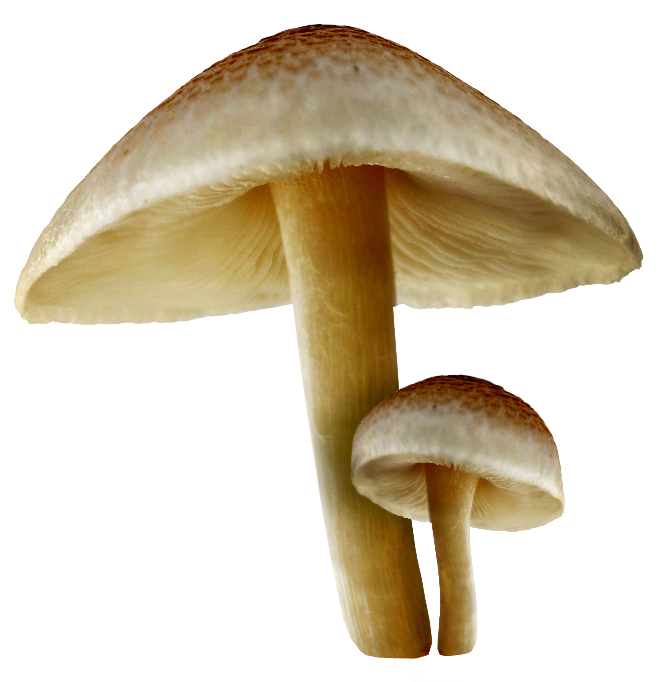 mushroom clipart agaricus
