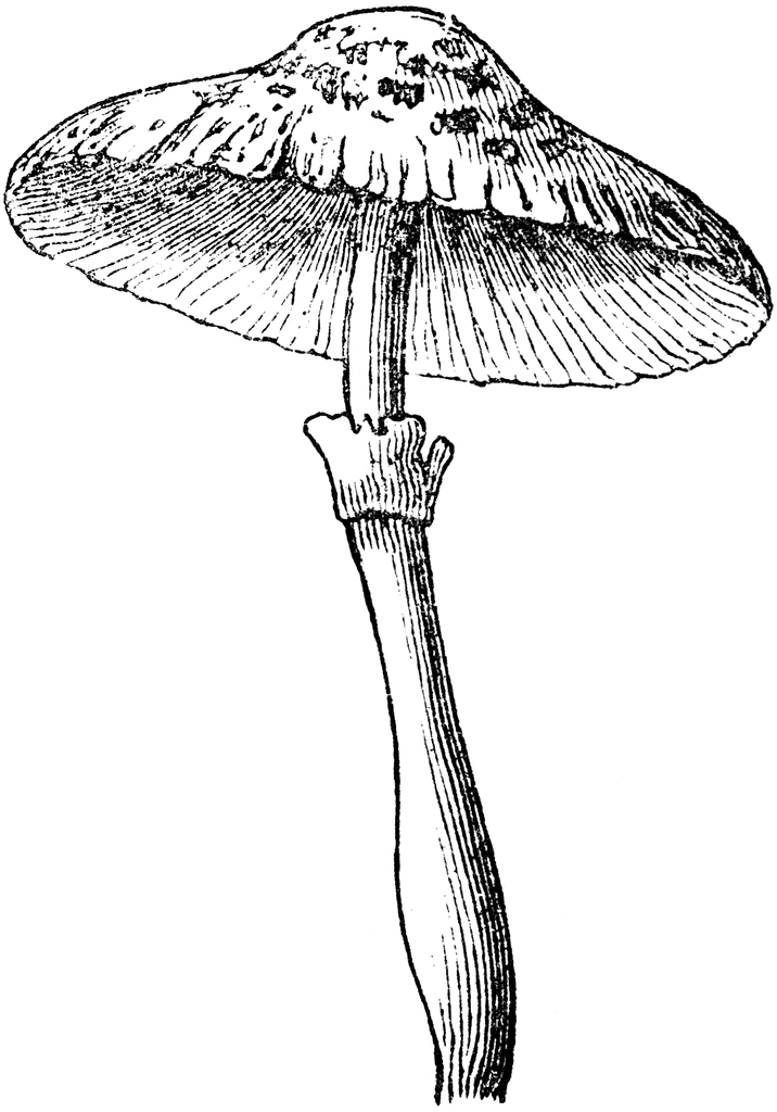 mushroom clipart agaricus