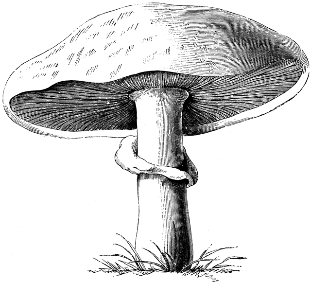 mushrooms clipart agaricus